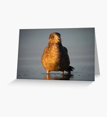 Wading Greeting Card