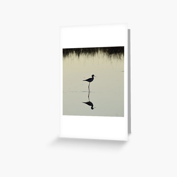 Black-winged Stilt Greeting Card