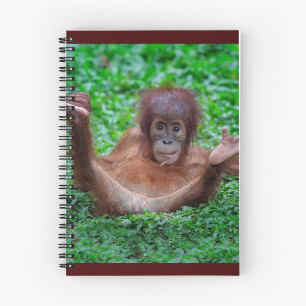 Item preview, Baby Orangutan at play designed and sold by David ST Loh Images.