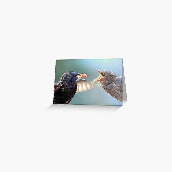 Feeding Time Greeting Card