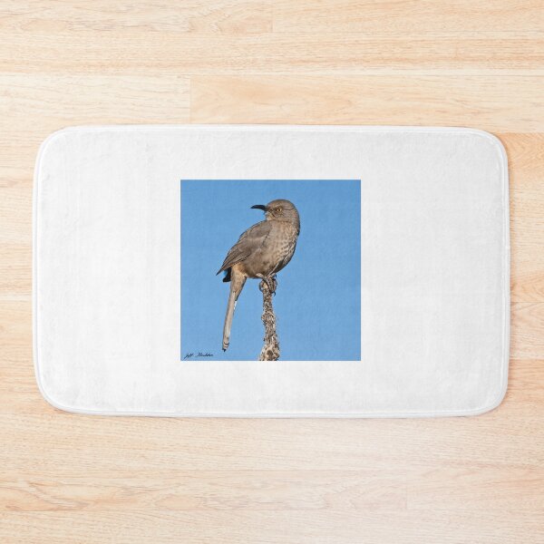 Item preview, Curve-Billed Thrasher designed and sold by Jeff Goulden Photography.