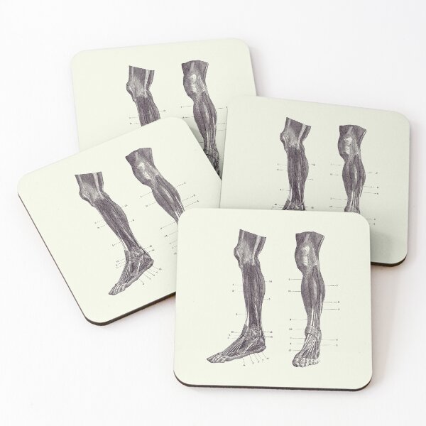 Item preview, Leg Muscular System - Dual View - Vintage Anatomy designed and sold by VAposters.