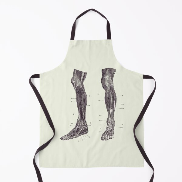 Item preview, Leg Muscular System - Dual View - Vintage Anatomy designed and sold by VAposters.