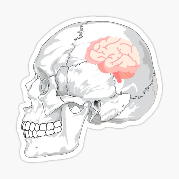 Small Brain Gifts Merchandise Redbubble