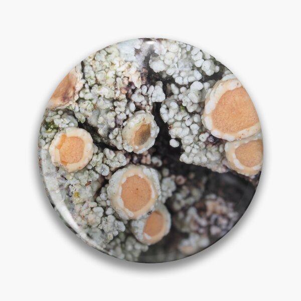 Item preview, Lichen on a tree bark designed and sold by SDym Photography.