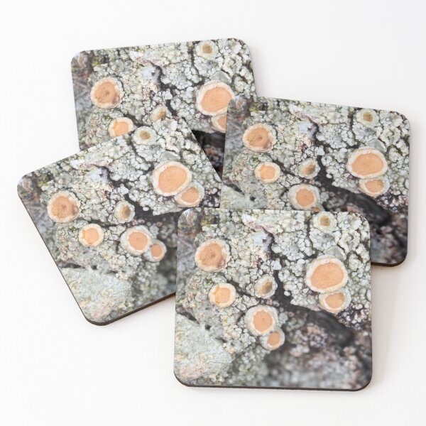 Item preview, Lichen on a tree bark designed and sold by SDym Photography.