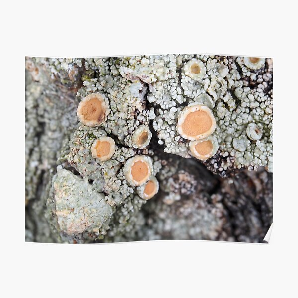 Lichen on a tree bark Poster