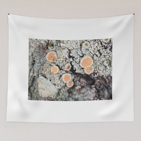 Item preview, Lichen on a tree bark designed and sold by SDym Photography.