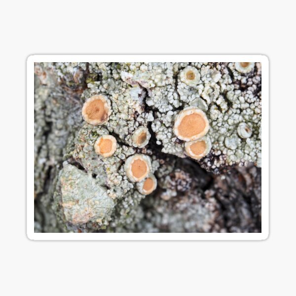 Item preview, Lichen on a tree bark designed and sold by SDym Photography.