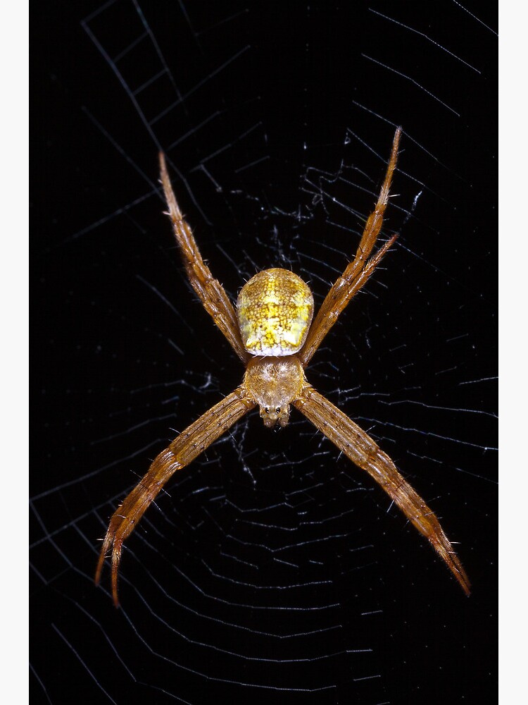 Mystery spider by DavidWachenfeld