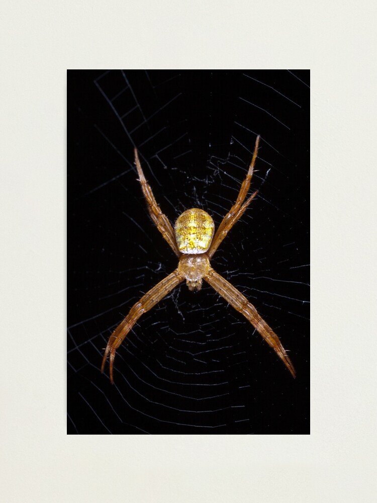 Alternate view of Mystery spider Photographic Print