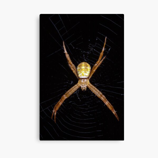 Mystery spider Canvas Print