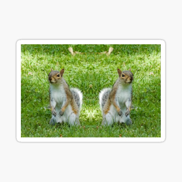 Squirrels Sticker