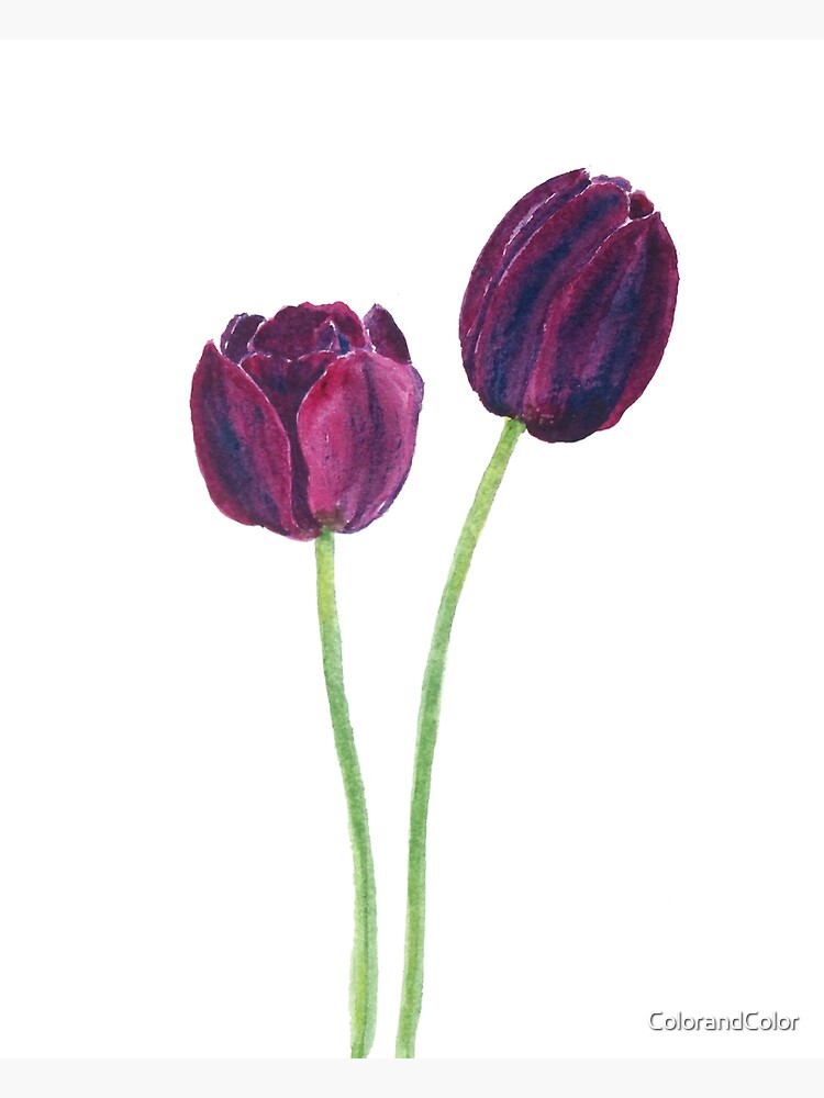 two dark purple tulips watercolor  Photographic Print for Sale by  ColorandColor