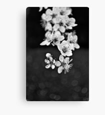 greay spring blossom Canvas Print