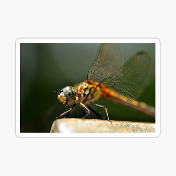 Yes, I Love Dragonflies Sticker
