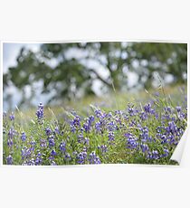 Lupin Meadow Poster