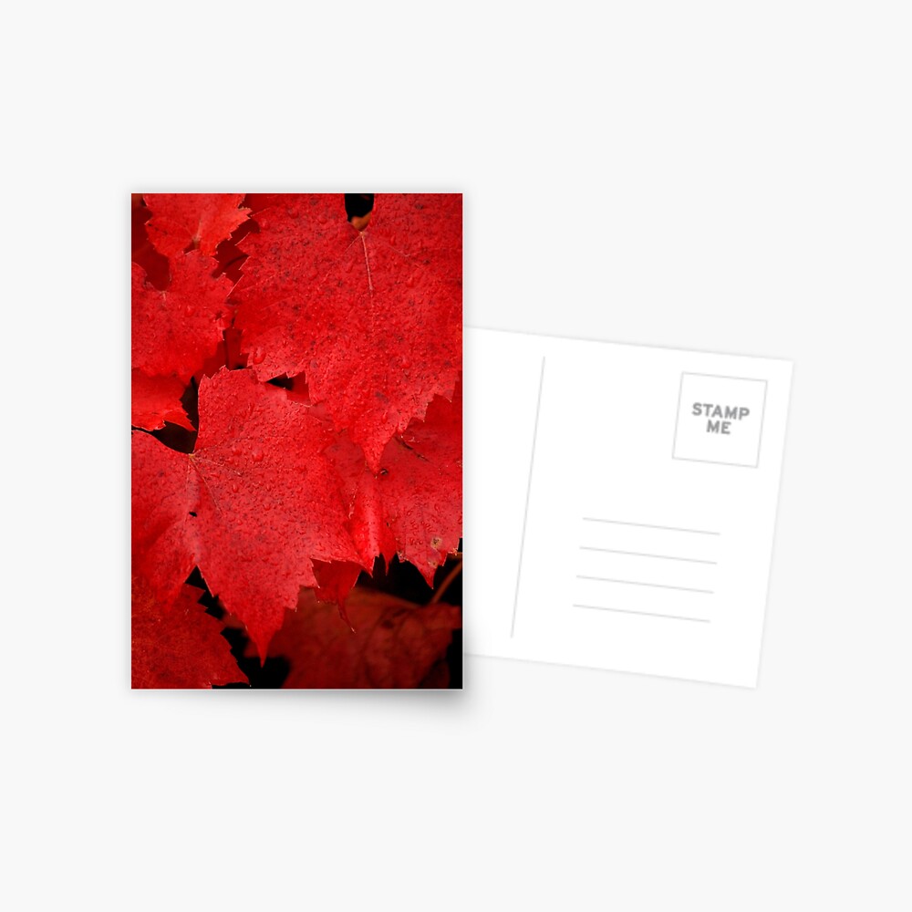Item preview, Postcard designed and sold by Tiffany.