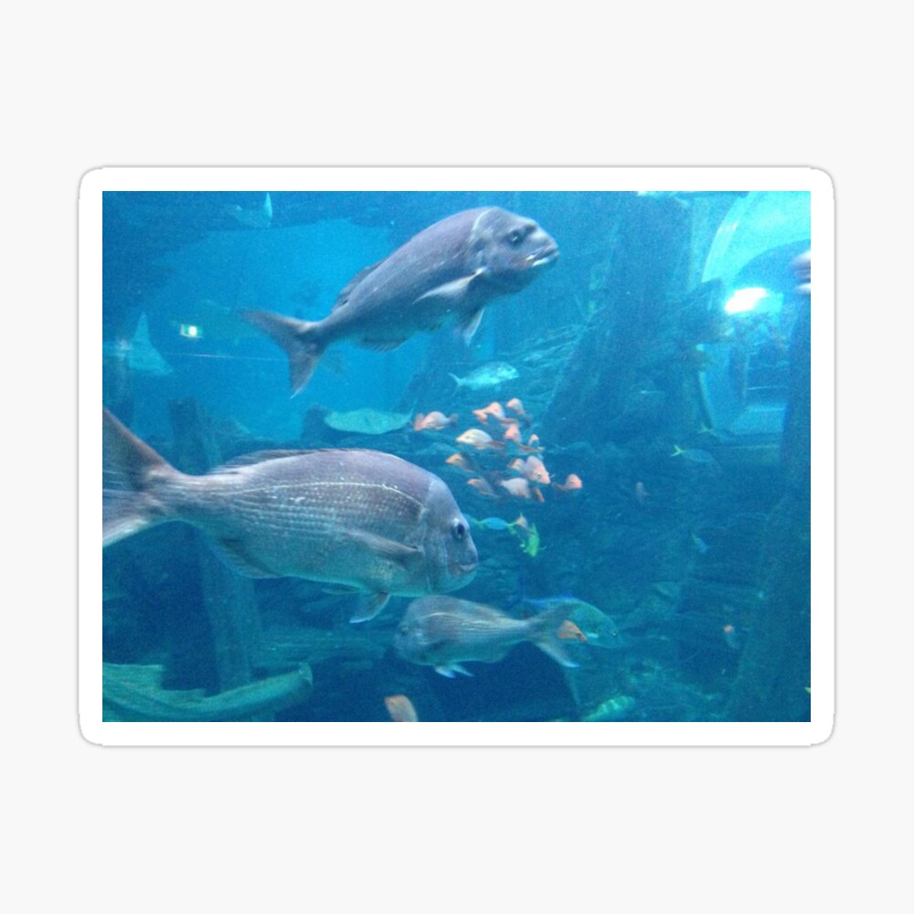 Fish tank aquarium Poster for Sale by mwagie