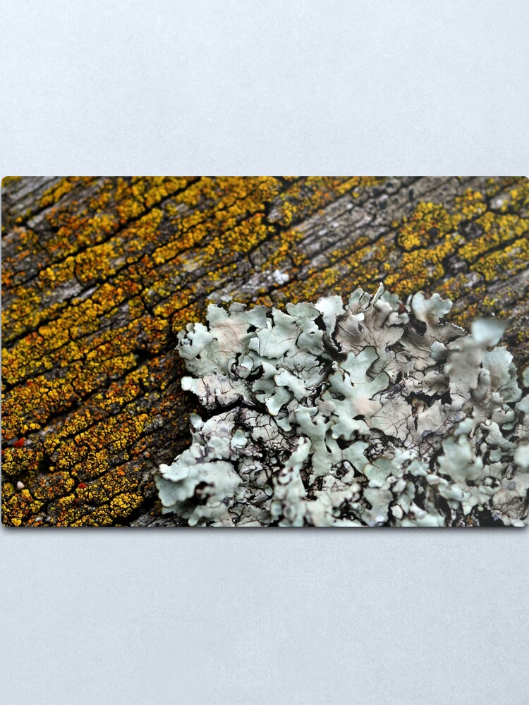 Alternate view of Taking Over Metal Print