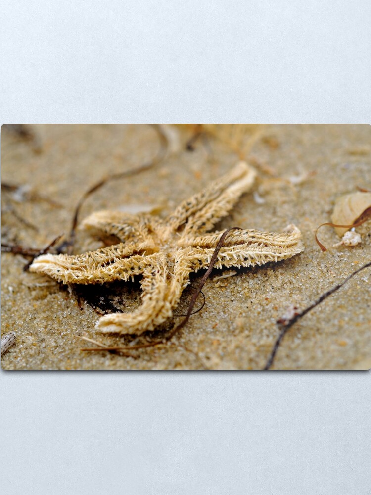 Alternate view of Washed Up Metal Print