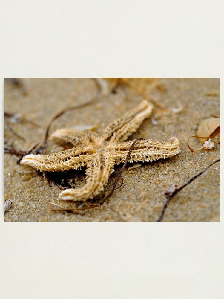 Thumbnail 2 of 3, Photographic Print, Washed Up designed and sold by Tiffany Dryburgh.