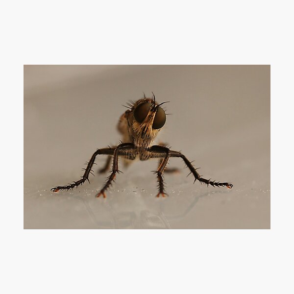 Item preview, the fly, insect macro designed and sold by hottehue.