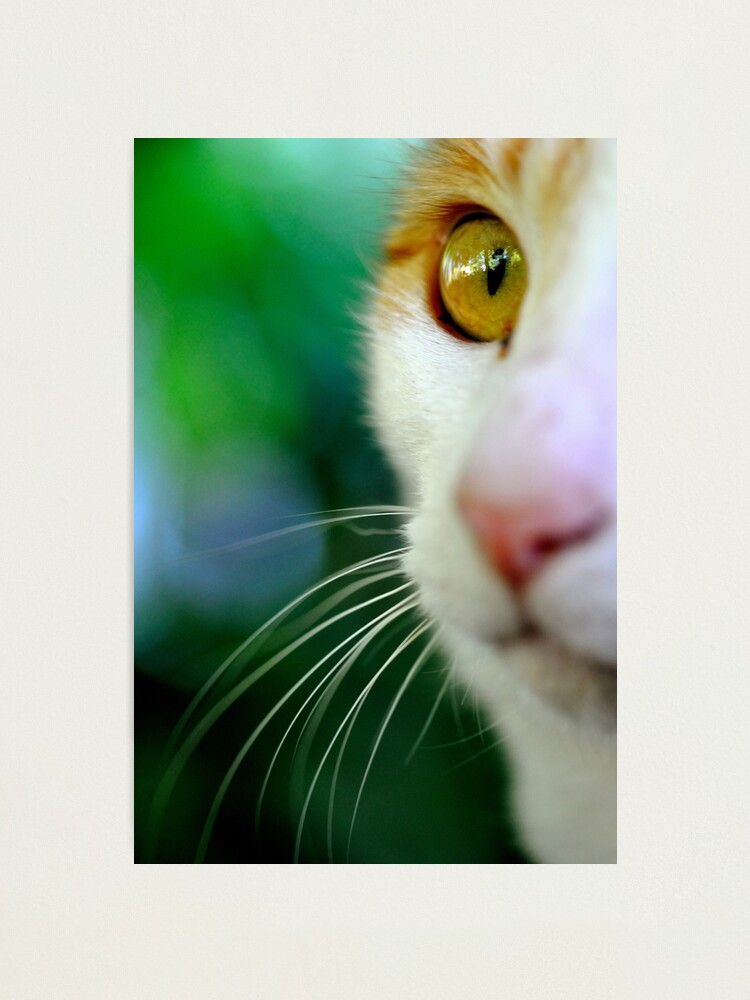 Alternate view of Look Photographic Print