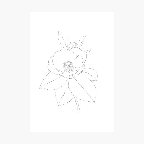 Camellia Botanical Photographic Prints for Sale | Redbubble