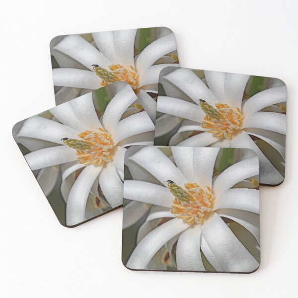 Item preview, Magnolia stellata  designed and sold by John Thurgood.