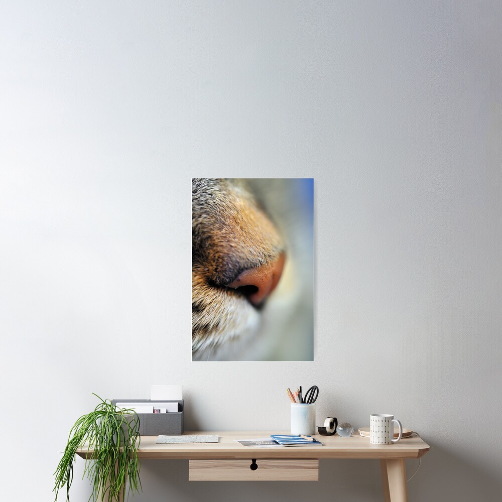Tabby Nose Poster