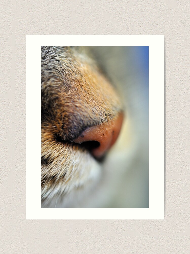 Alternate view of Tabby Nose Art Print