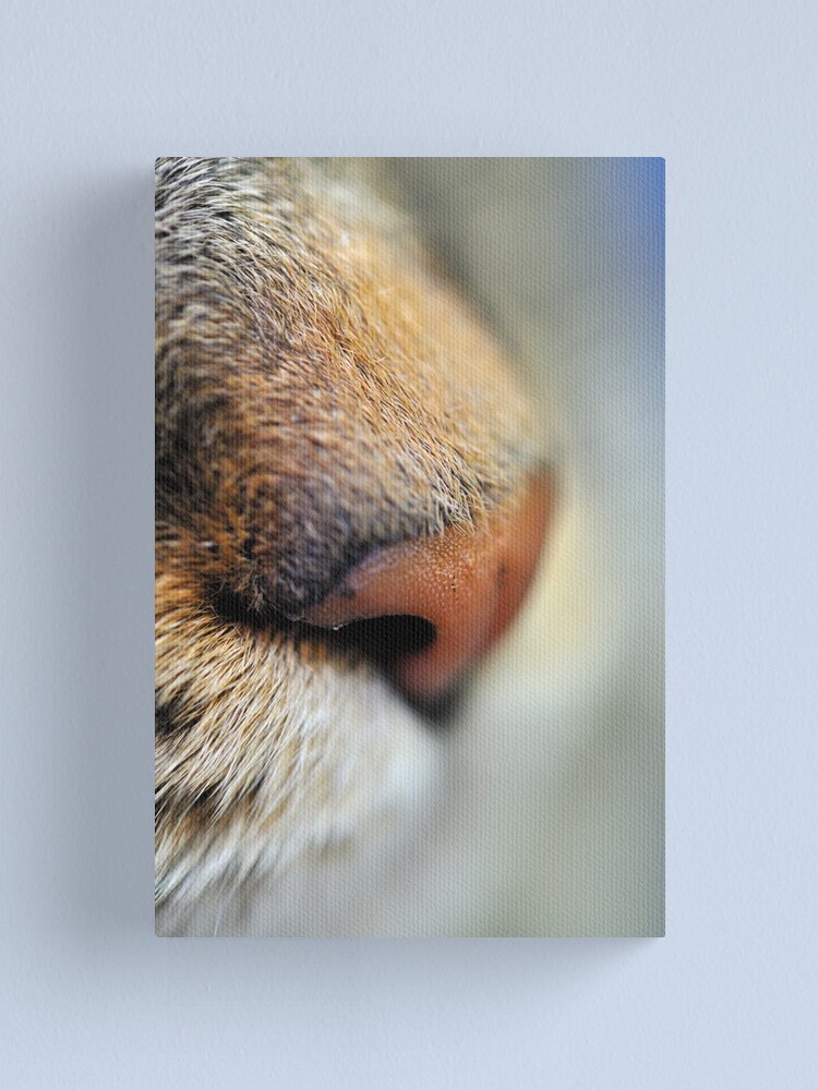 Alternate view of Tabby Nose Canvas Print