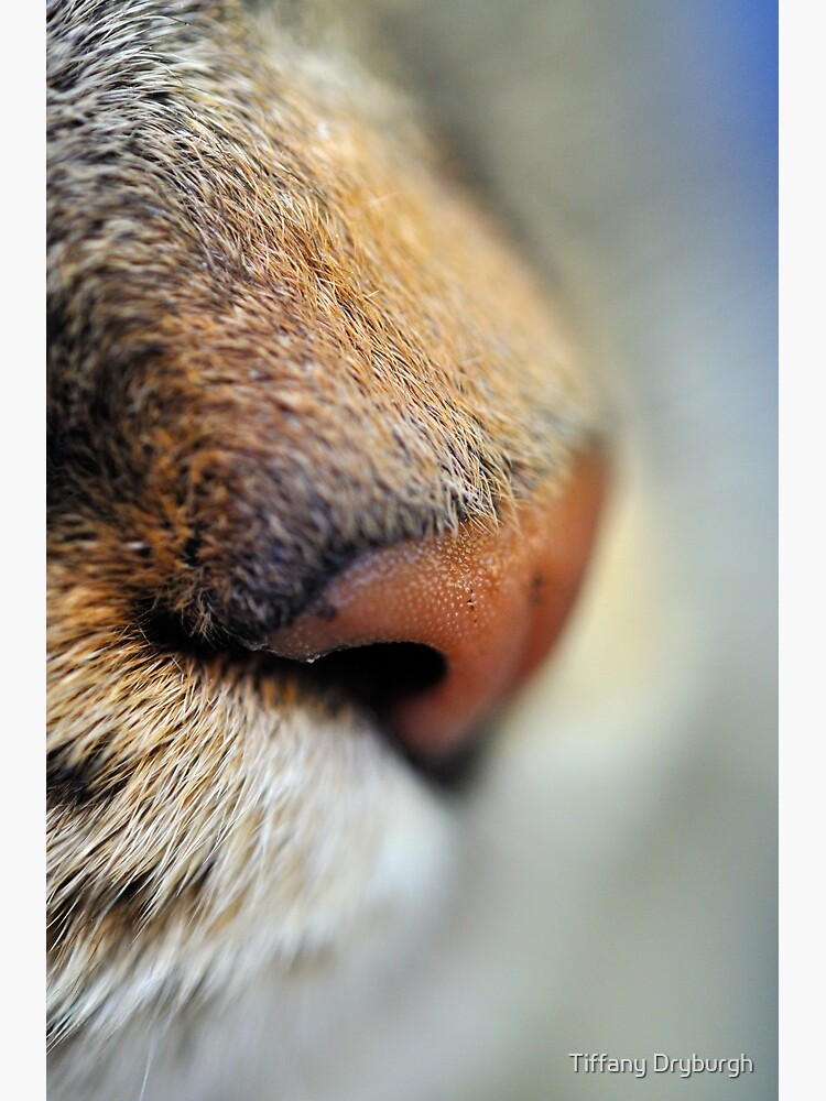 Tabby Nose by Tiffany