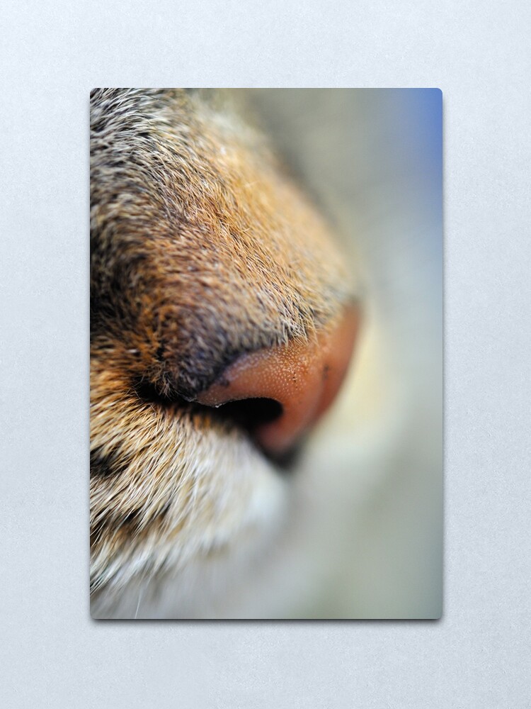 Alternate view of Tabby Nose Metal Print