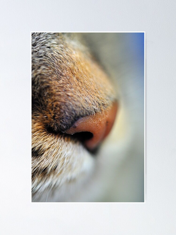 Alternate view of Tabby Nose Poster
