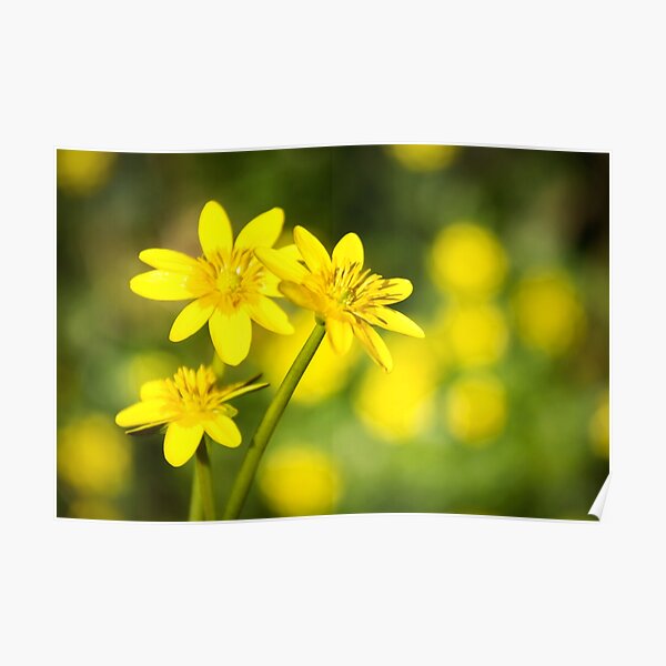 Lesser Celandine Poster