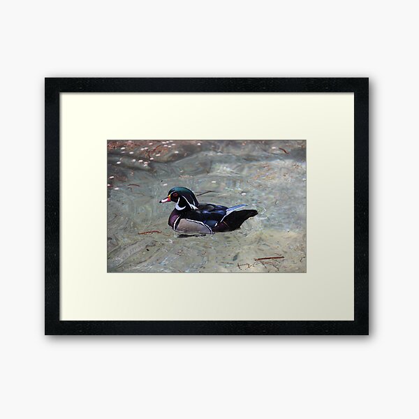 Mandarin Duck Framed Art Print