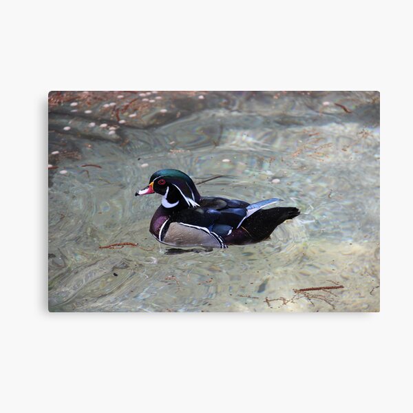 Mandarin Duck Canvas Print