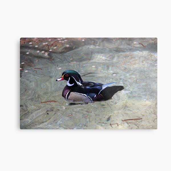 Mandarin Duck Metal Print