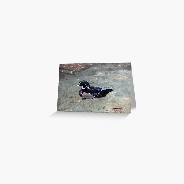 Mandarin Duck Greeting Card