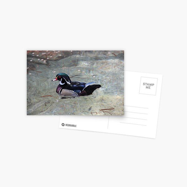 Mandarin Duck Postcard