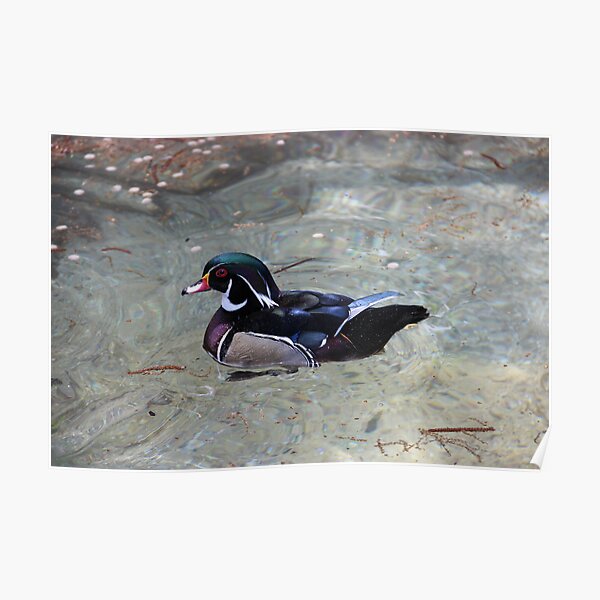 Mandarin Duck Poster