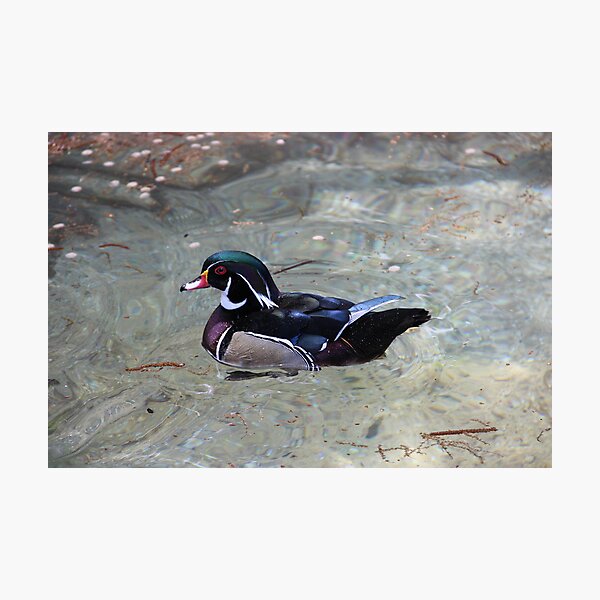 Mandarin Duck Photographic Print