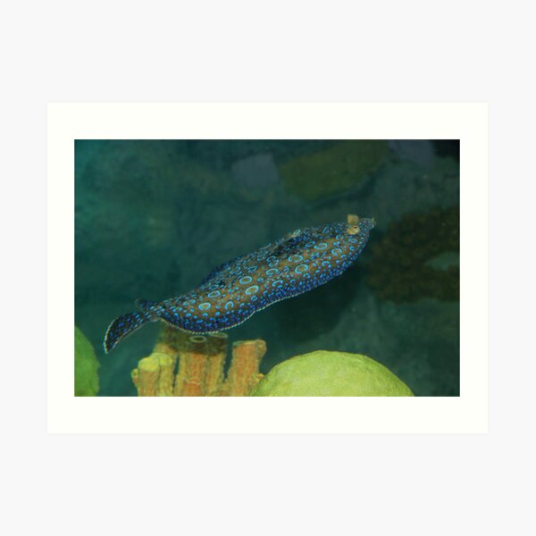 Flounder Art Print