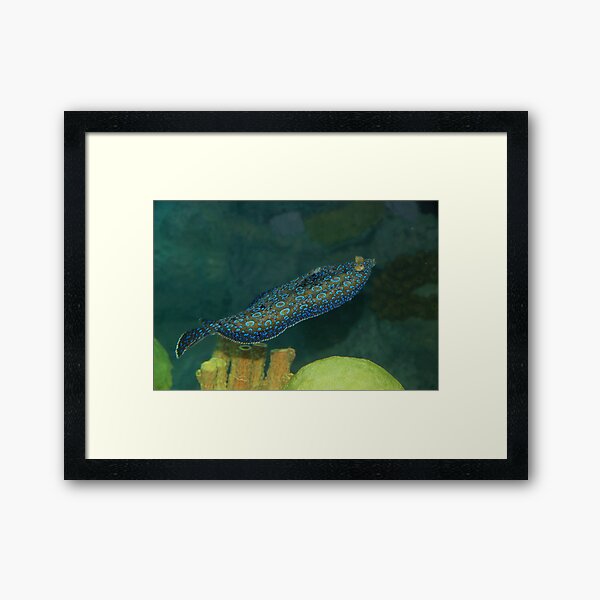 Flounder Framed Art Print