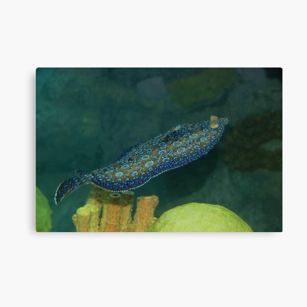 Flounder Canvas Print