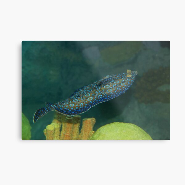 Flounder Metal Print