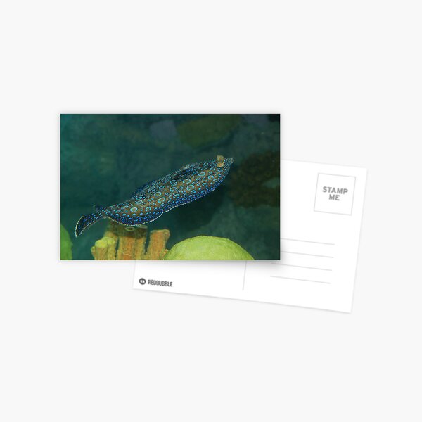 Flounder Postcard