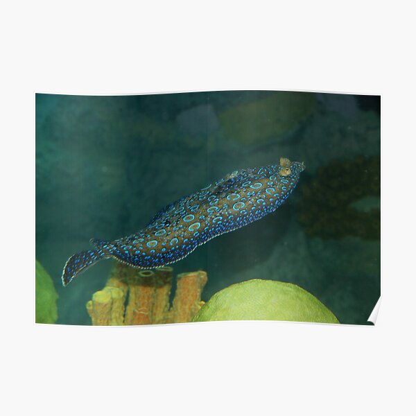 Flounder Poster